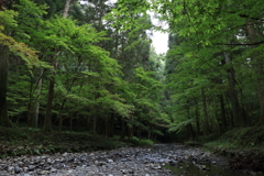 9月のもみじ
