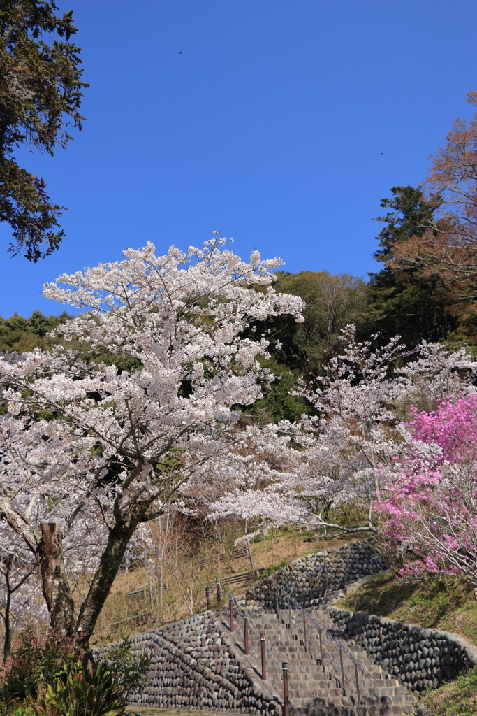 桜咲く頃