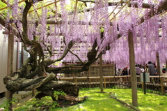 熊野の長藤（国指定天然記念物）