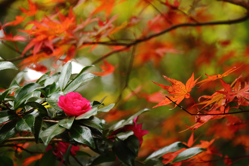山茶花と紅葉