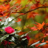 山茶花と紅葉