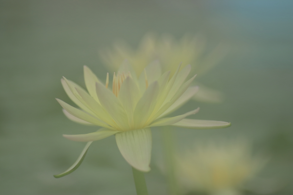 霧中