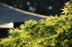 眩しさの中で