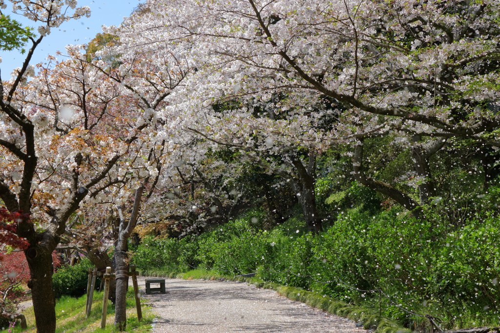 桜吹雪　～奥の院～