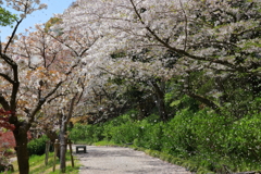 桜吹雪　～奥の院～