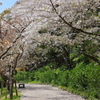 桜吹雪　～奥の院～