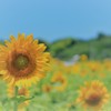 夏休み