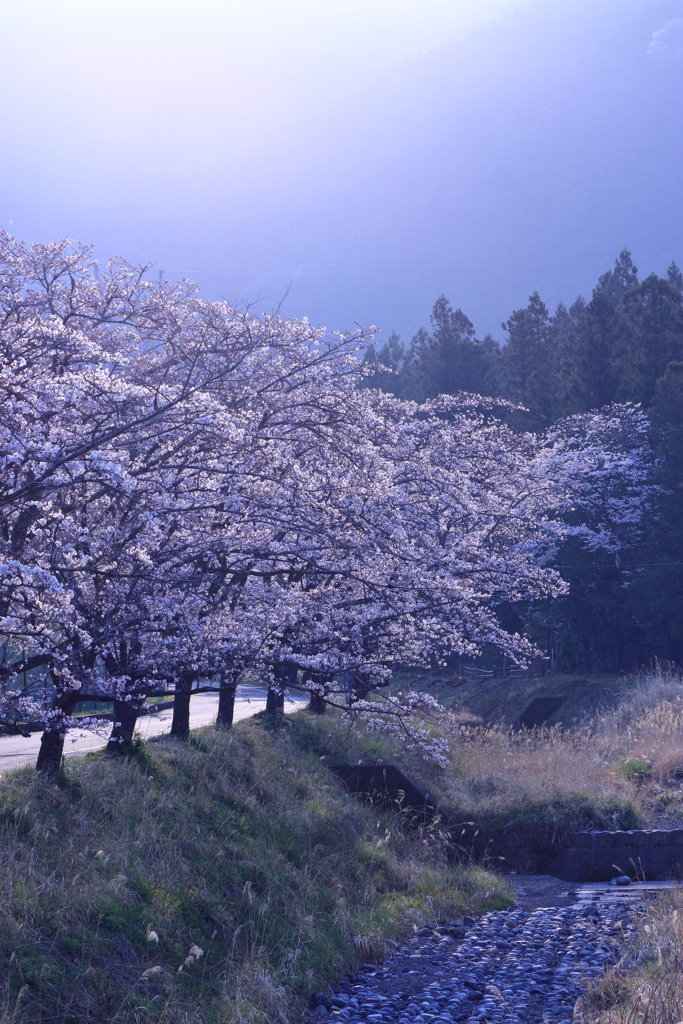 朝焼けの桜並木