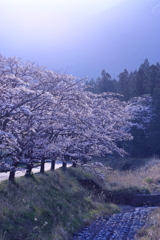 朝焼けの桜並木
