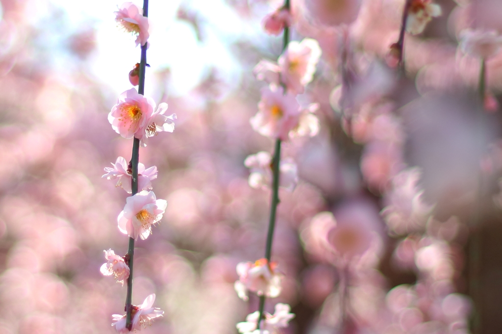 春の陽