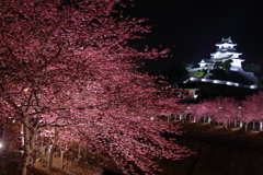 城下の夜桜