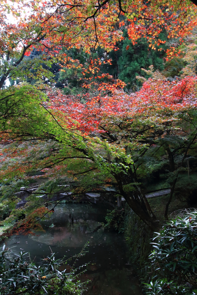 まだらな紅葉
