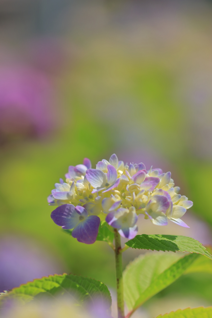 紫陽花の季節