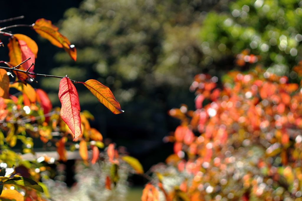 ちょっとした紅葉