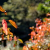 ちょっとした紅葉