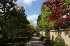 空と樹と