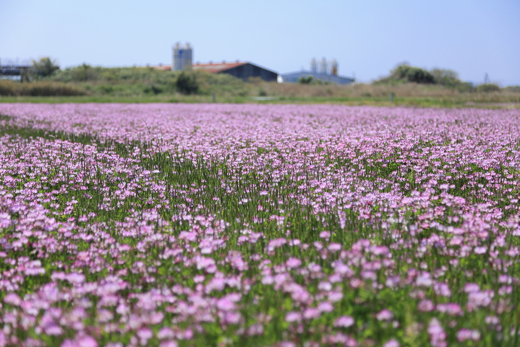 懐かしい風景