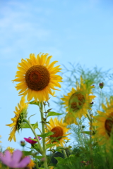 ひまわりと青空　ちょっとコスモス