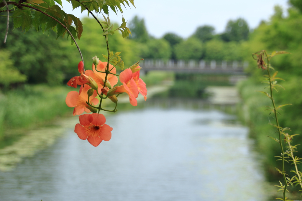 Trumpet creeper