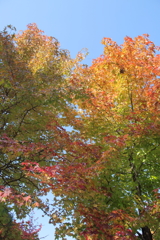紅葉色々