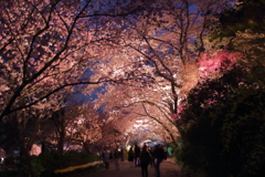 夜桜トンネル