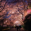 夜桜トンネル