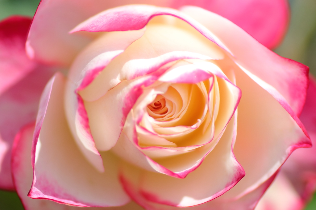 それでもグルグルが好き