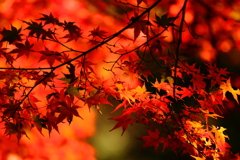 燃える紅葉