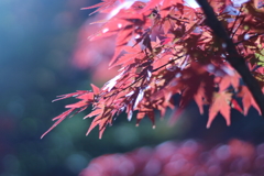 秋陽　～変化～