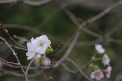 これがホントの秋桜