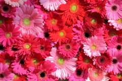 gerbera' s