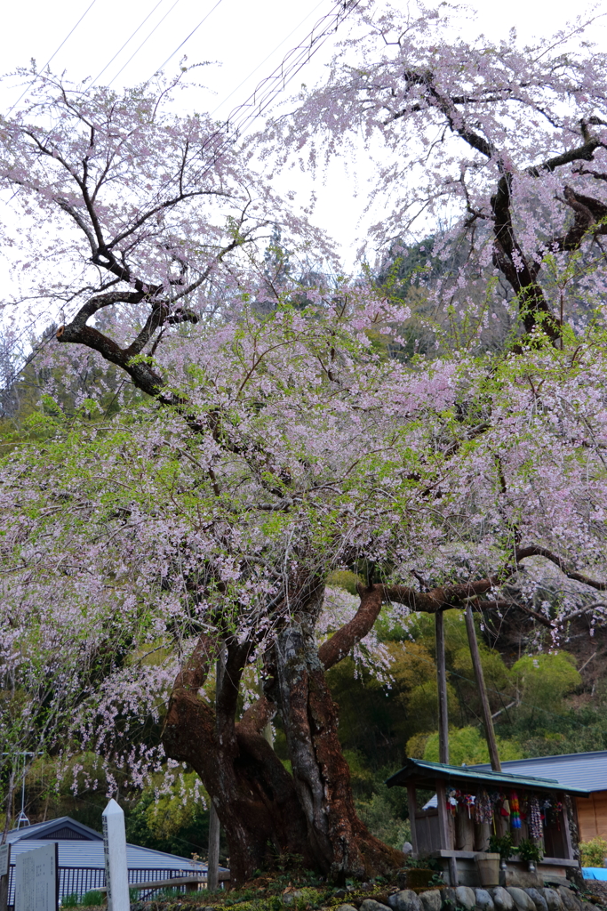 寿永の桜