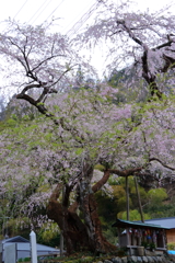 寿永の桜