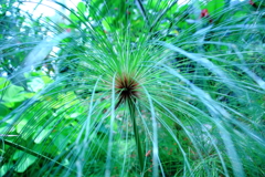 Green Shower