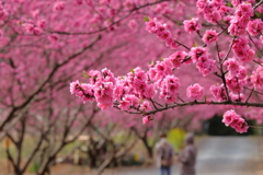 花桃超しに