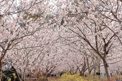 桜トンネル