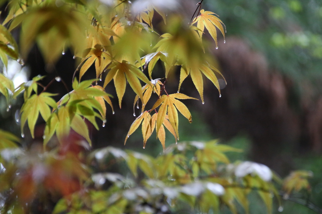 雨の嵯峨野