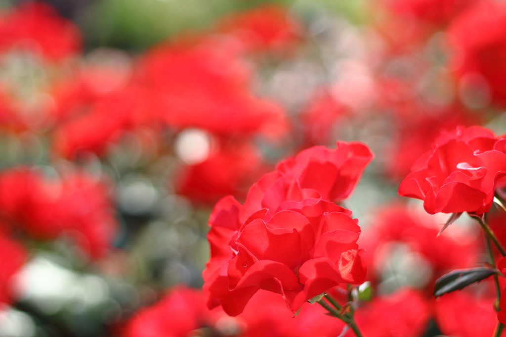 キラッキラの薔薇