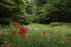 山間の彼岸花