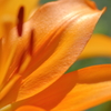 花弁の表情