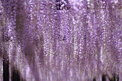 wisteria rain