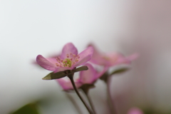 儚　花