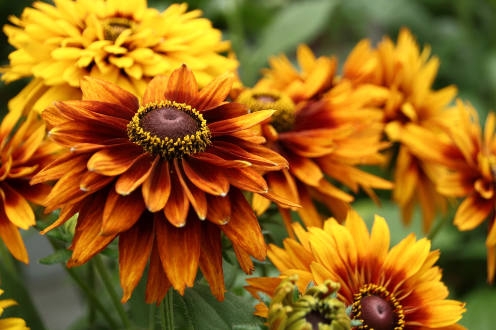 暑苦しいけど夏らしい