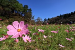 晩秋のコスモス