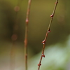 冬雨に耐えて春を待つ