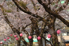 川根の桜吹雪