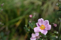 秋明菊