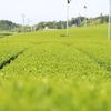 茶畑2