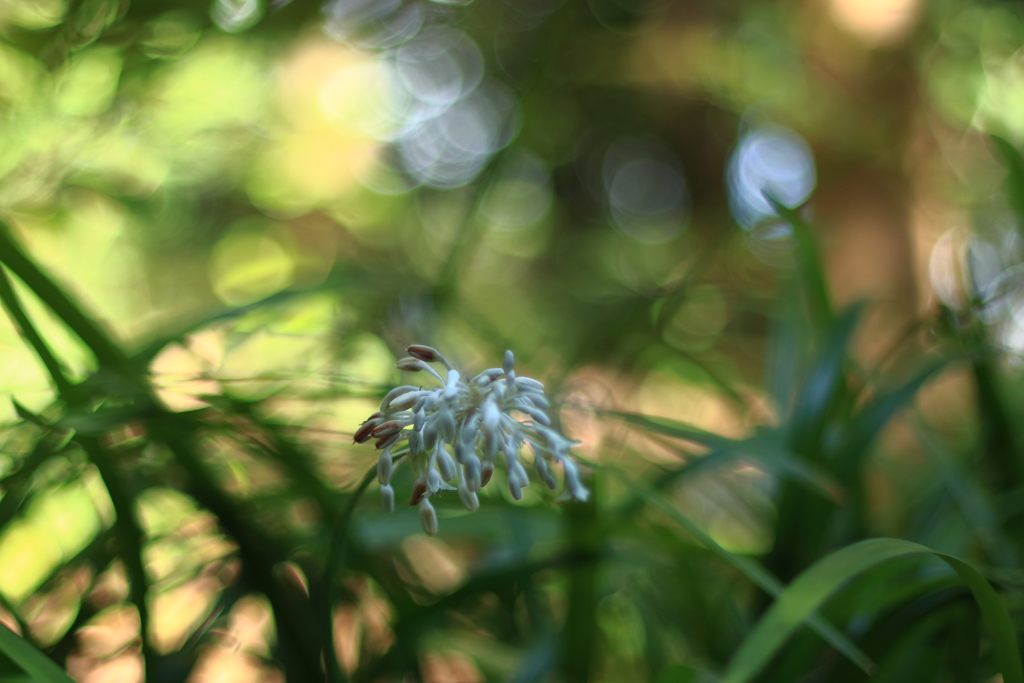 地味な花を玉ボケで派手に