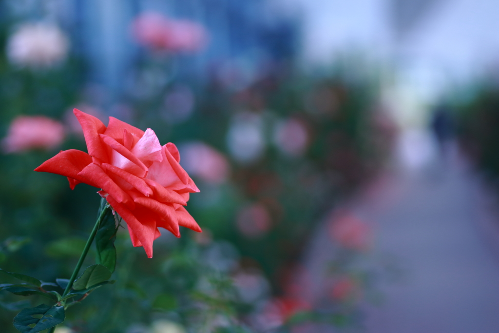 温室内に咲く美形